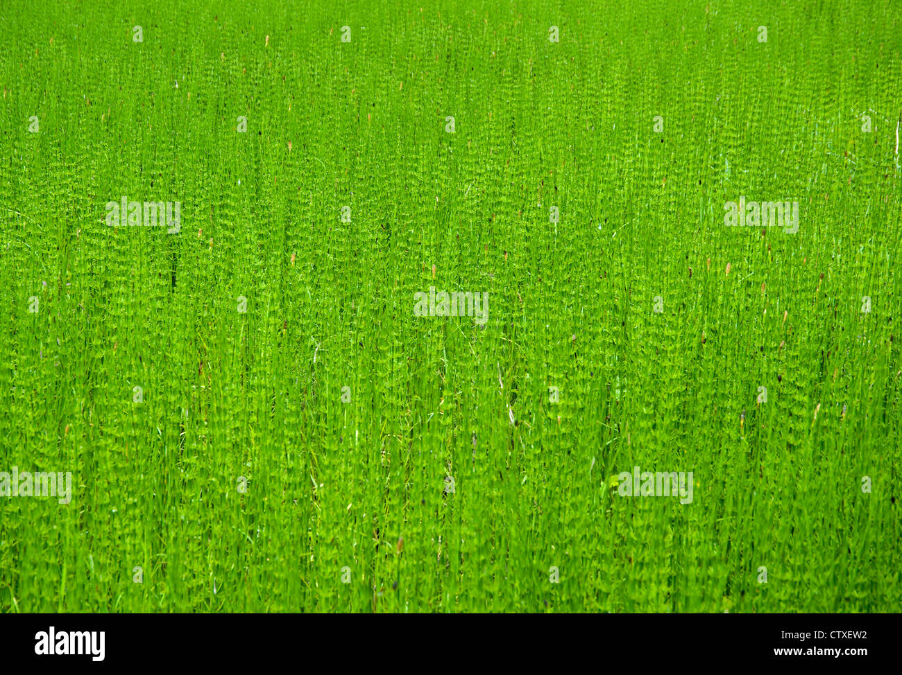 Skunk Cabbage Trail, Mount Revelstoke National Park, BC Canada Stock