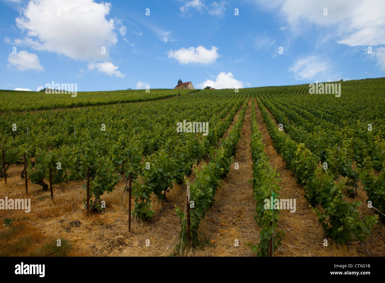 vineyard in champagne, France Stock Photo Alamy