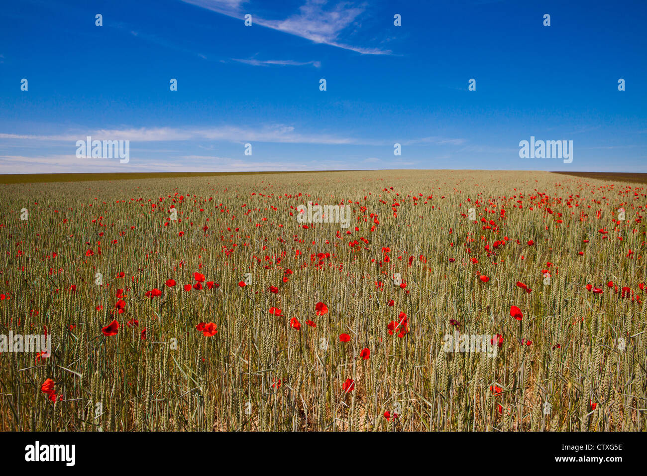 wild flowers in champagne, Francegrain production in France Stock Photo