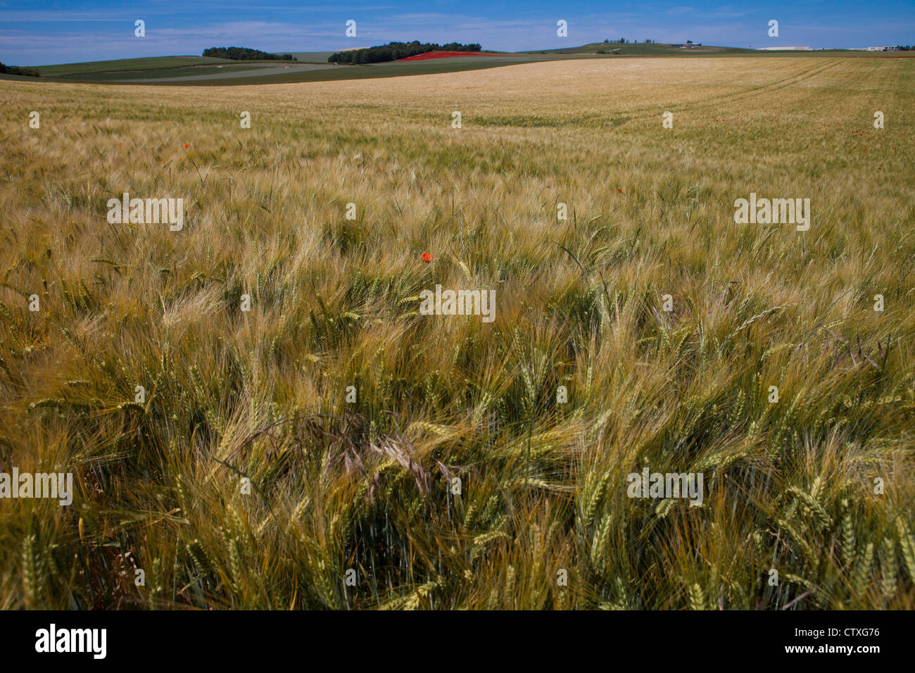grain production in France Stock Photo Alamy