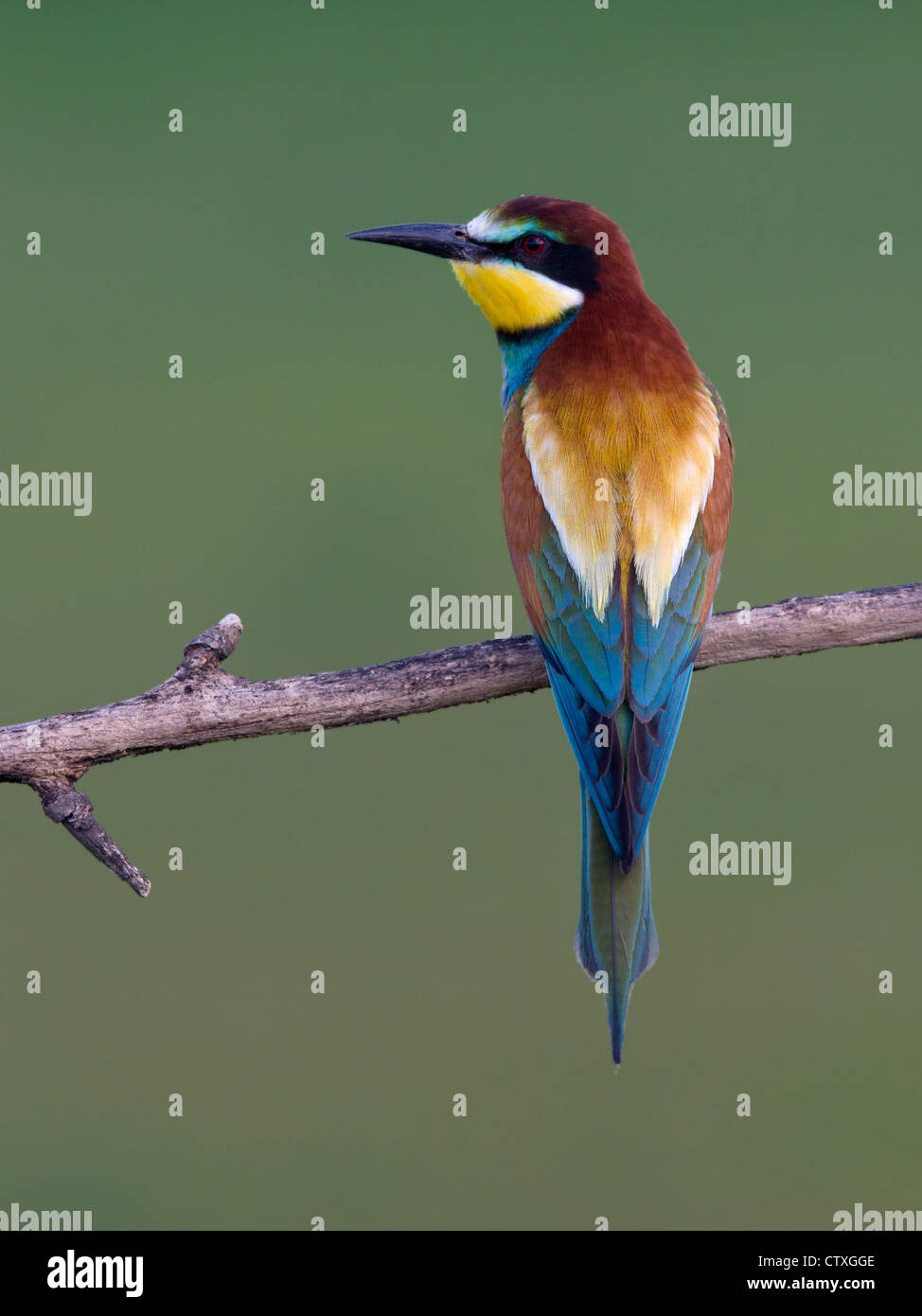 European bee-eater perched Stock Photo