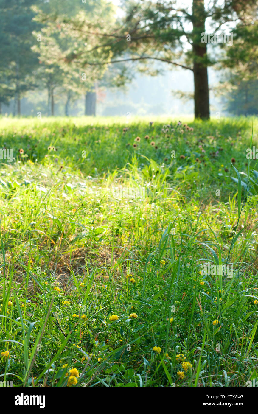 Sunny Meadow In Morning Light Landscapes Stock Photo Alamy