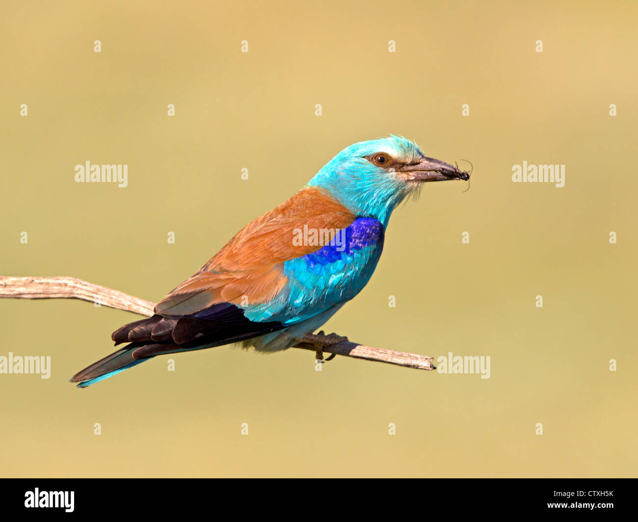 Insect perched hi-res stock photography and images - Alamy