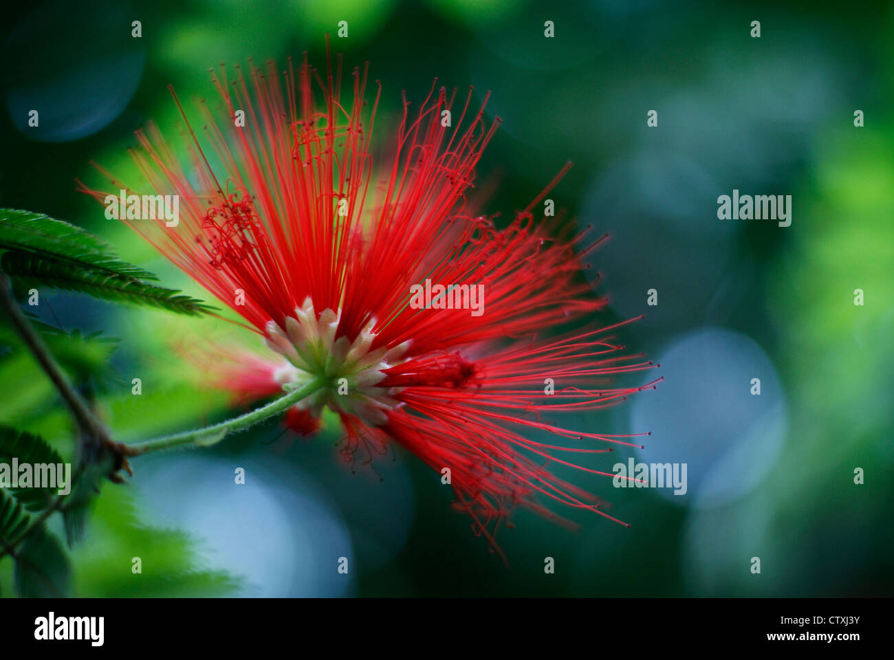 Flowering Mexican Flame Bush - Calliandra tweedii with artistic bokeh background Stock Photo