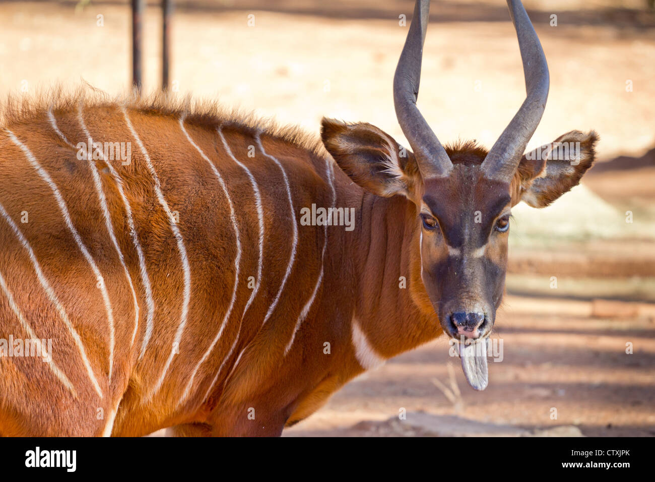Bongo, a brown antelope with white stripes and spiral horn Stock Photo