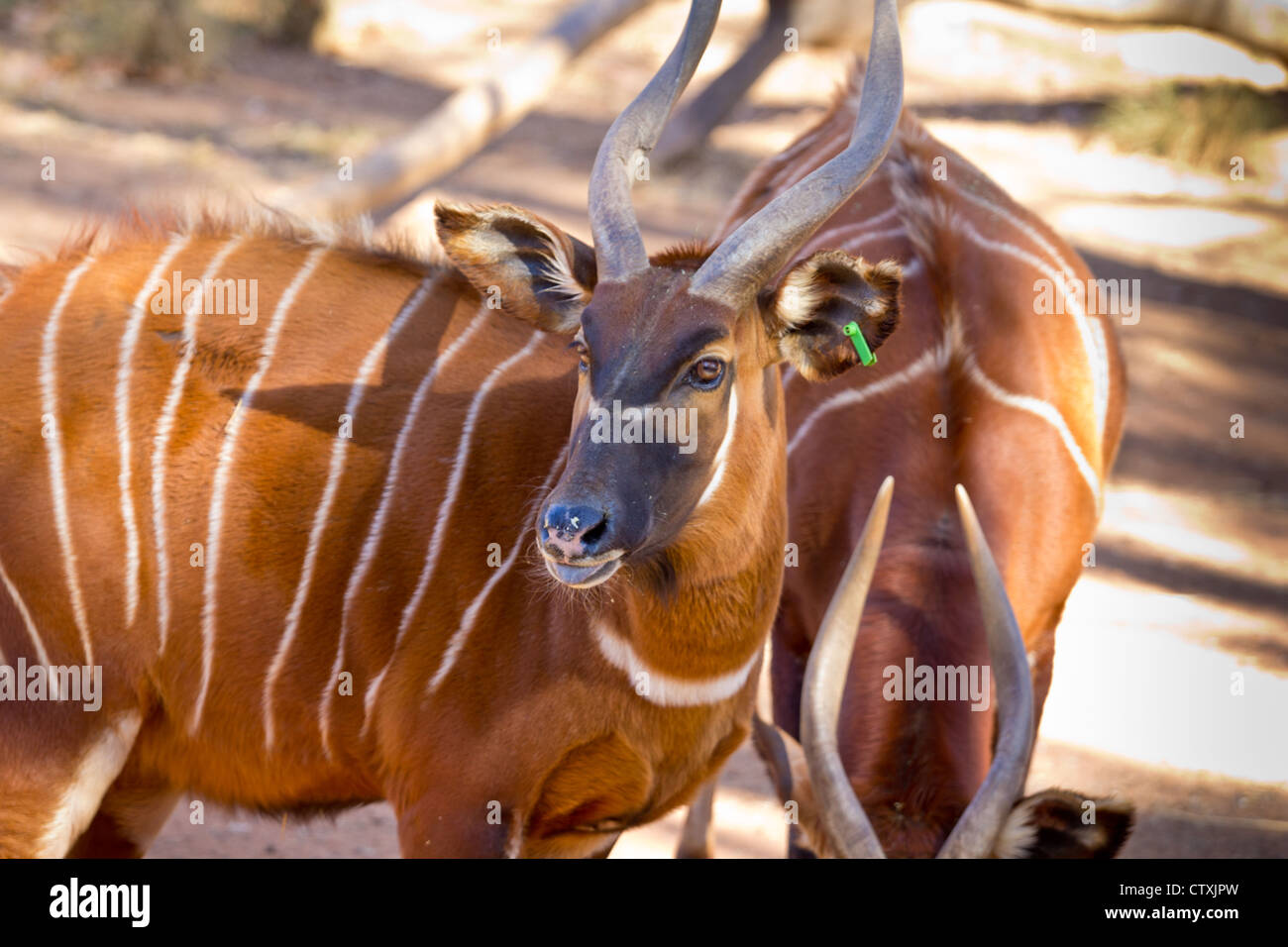 Bongo, a brown antelope with white stripes and spiral horn Stock Photo