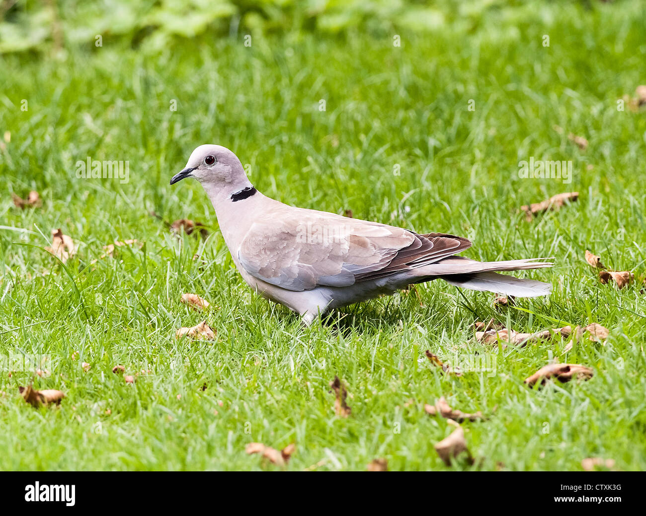 Eurasian black collared dove hires stock photography and images Alamy