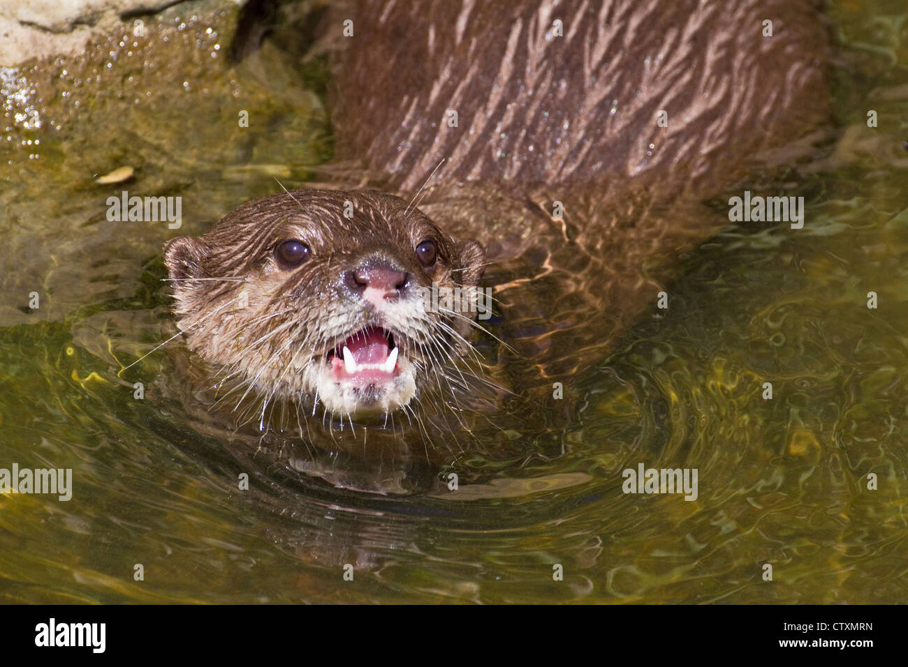 Asian Short-clawed Otter   July 2012 Stock Photo