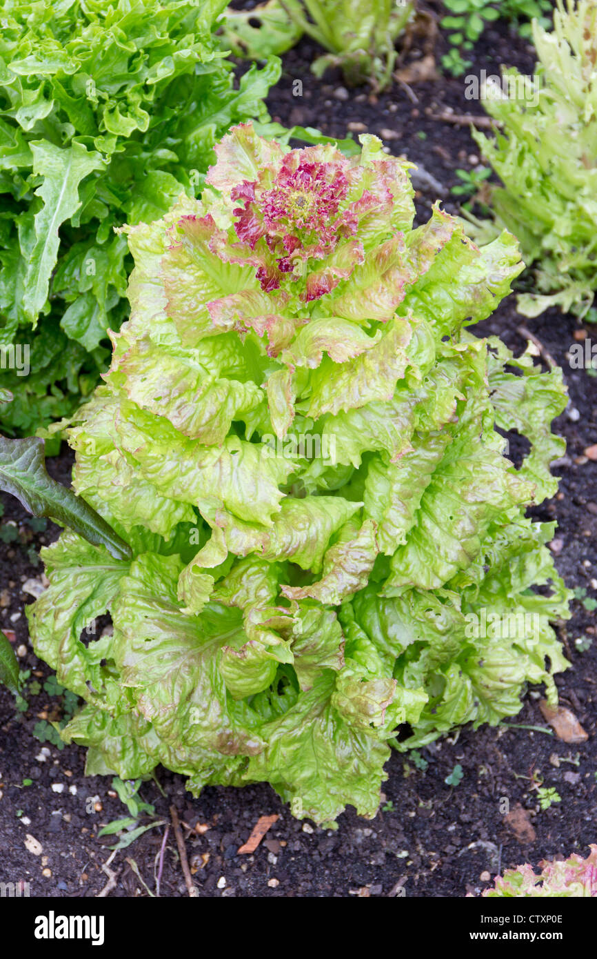 A lettuce plant that has gone to seed Stock Photo Alamy