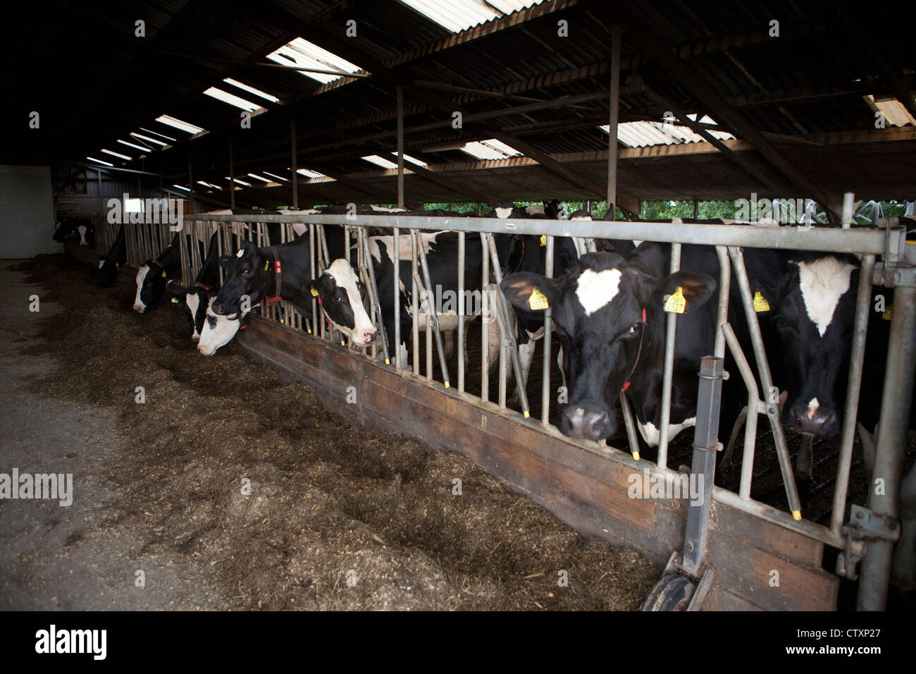 dairy stable in the Ntherlands Stock Photo