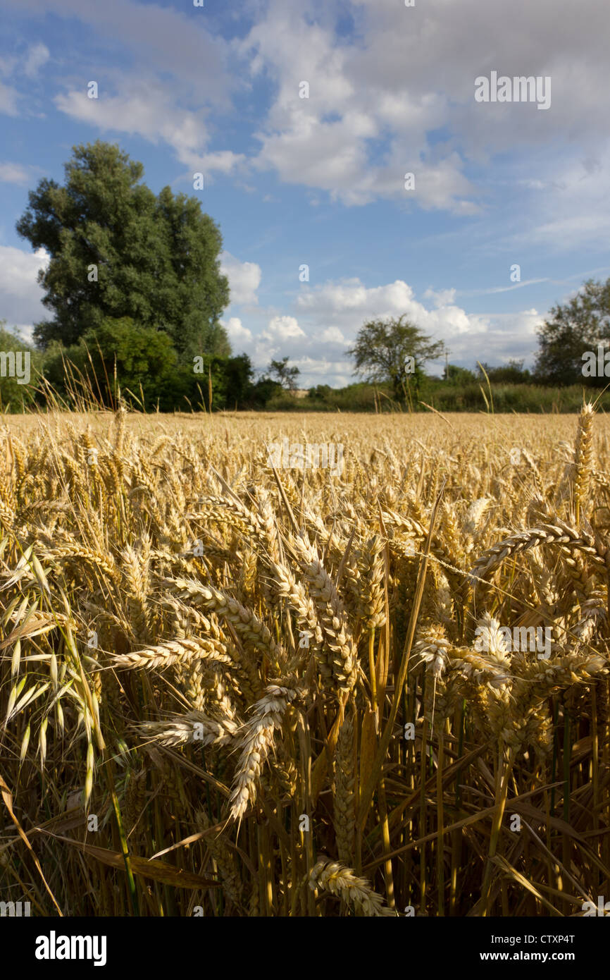 Field of corn with a blue sky and clouds Stock Photo - Alamy