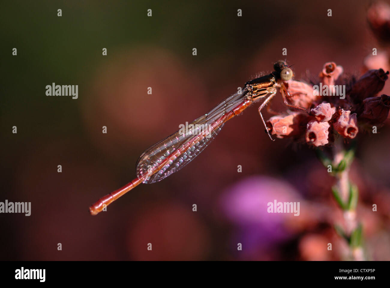 A small red damselfly at rest UK Stock Photo - Alamy