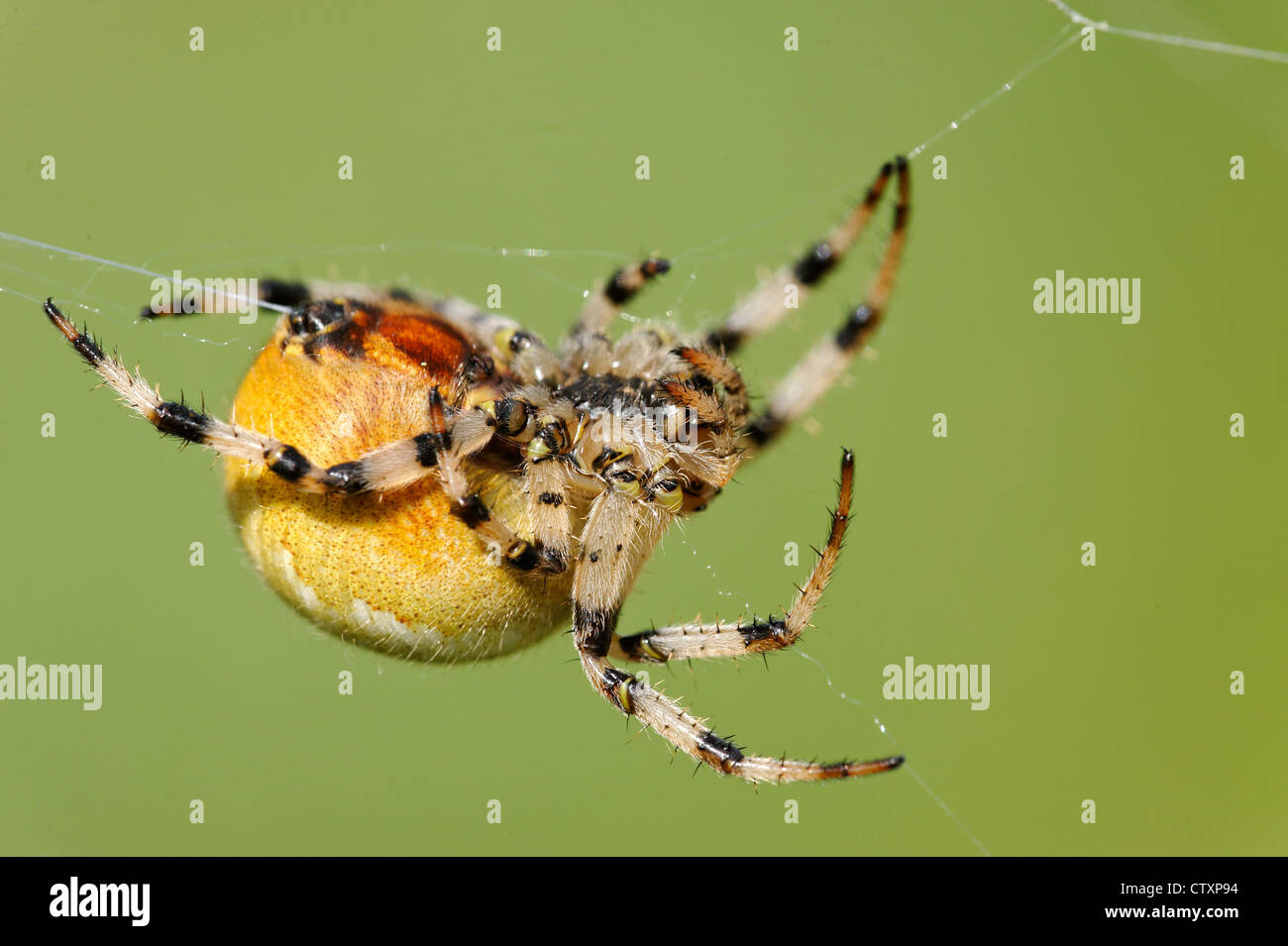 European garden spider (Araneus diadematus) Stock Photo