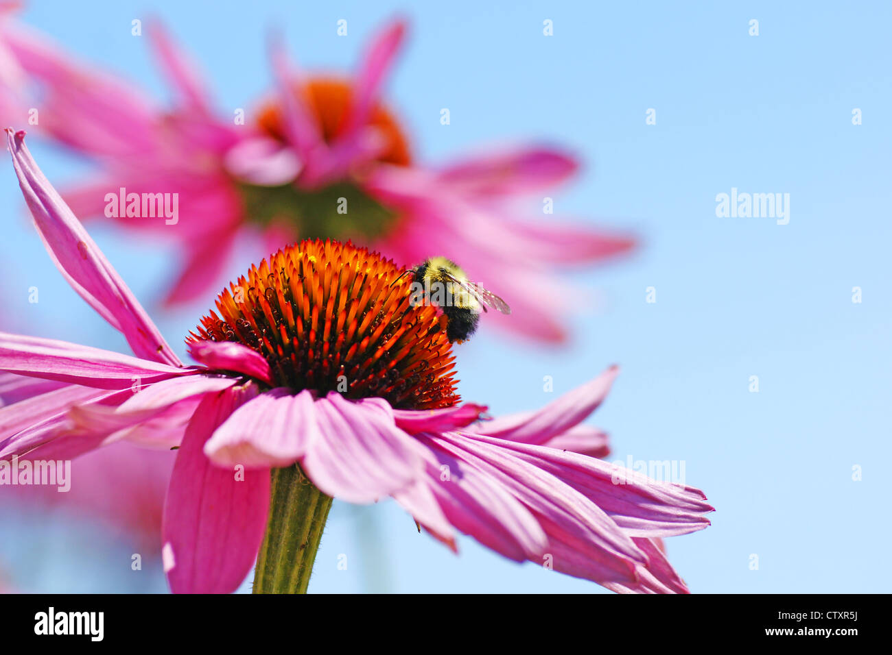 Perfect nature floral background or wallpaper with bumblebee drinking nectar of pretty pink coneflower, Echinacea purpurea again Stock Photo
