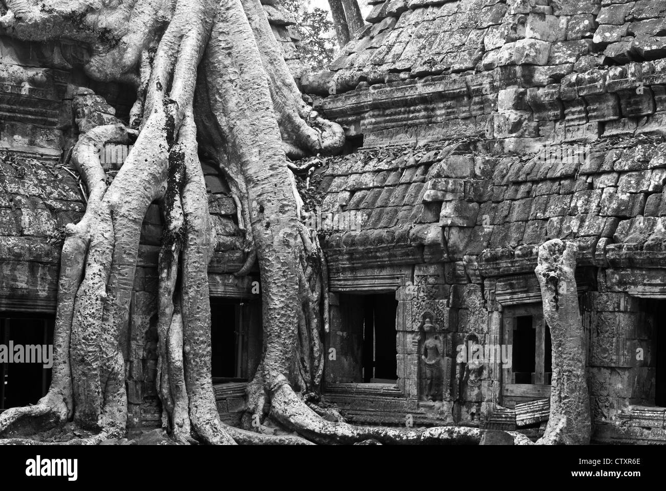 Silk-cotton tree roots on the NW side of Gopura III, Ta Prohm Temple, Angkor, Cambodia Stock Photo