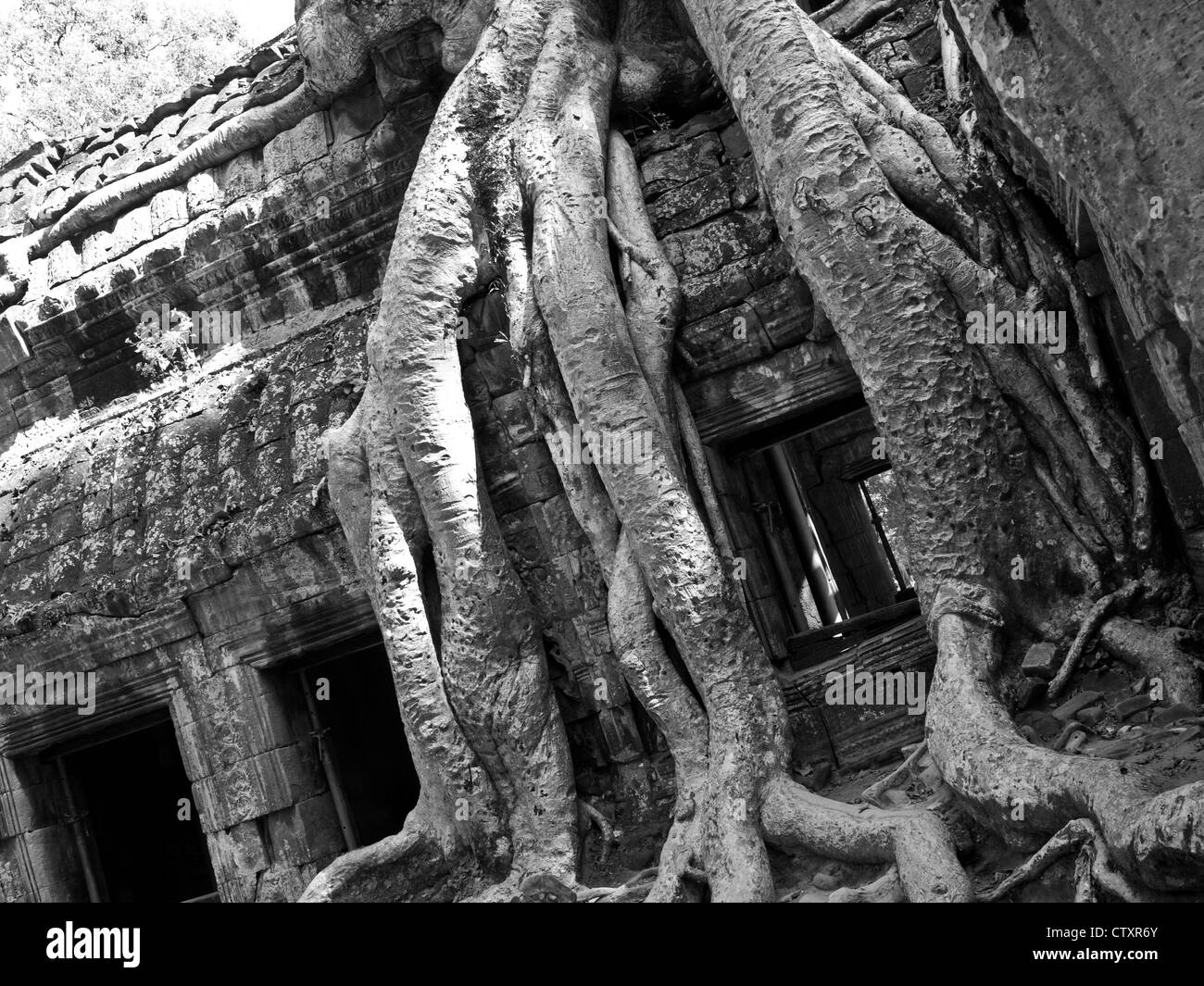 Silk-cotton tree roots on the NW side of Gopura III, Ta Prohm Temple, Angkor, Cambodia Stock Photo