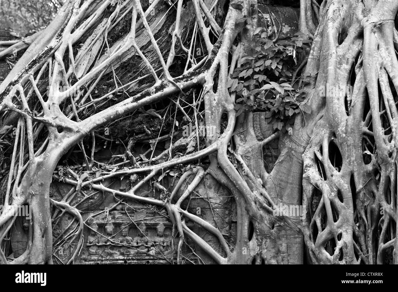 Strangler fig and silk-cotton tree roots around the 'Tomb Raider' doorway, Ta Prohm Temple, Angkor, Cambodia Stock Photo