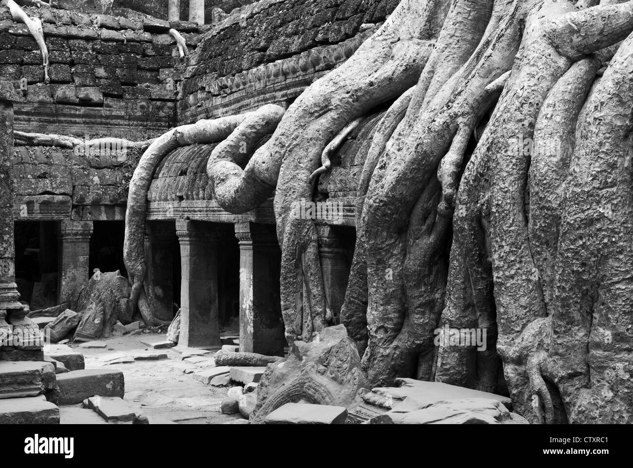 Silk-cotton tree roots growing over the inner enclosure Western gallery, Ta Prohm Temple, Angkor, Cambodia Stock Photo