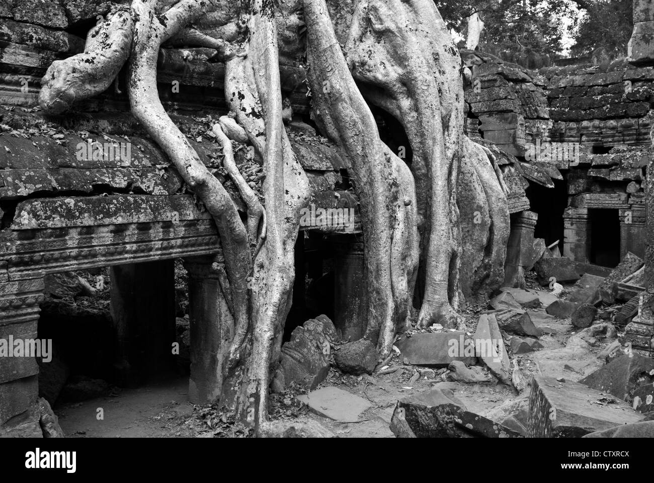 Silk-cotton tree roots growing over the inner enclosure Western gallery, Ta Prohm Temple, Angkor, Cambodia Stock Photo