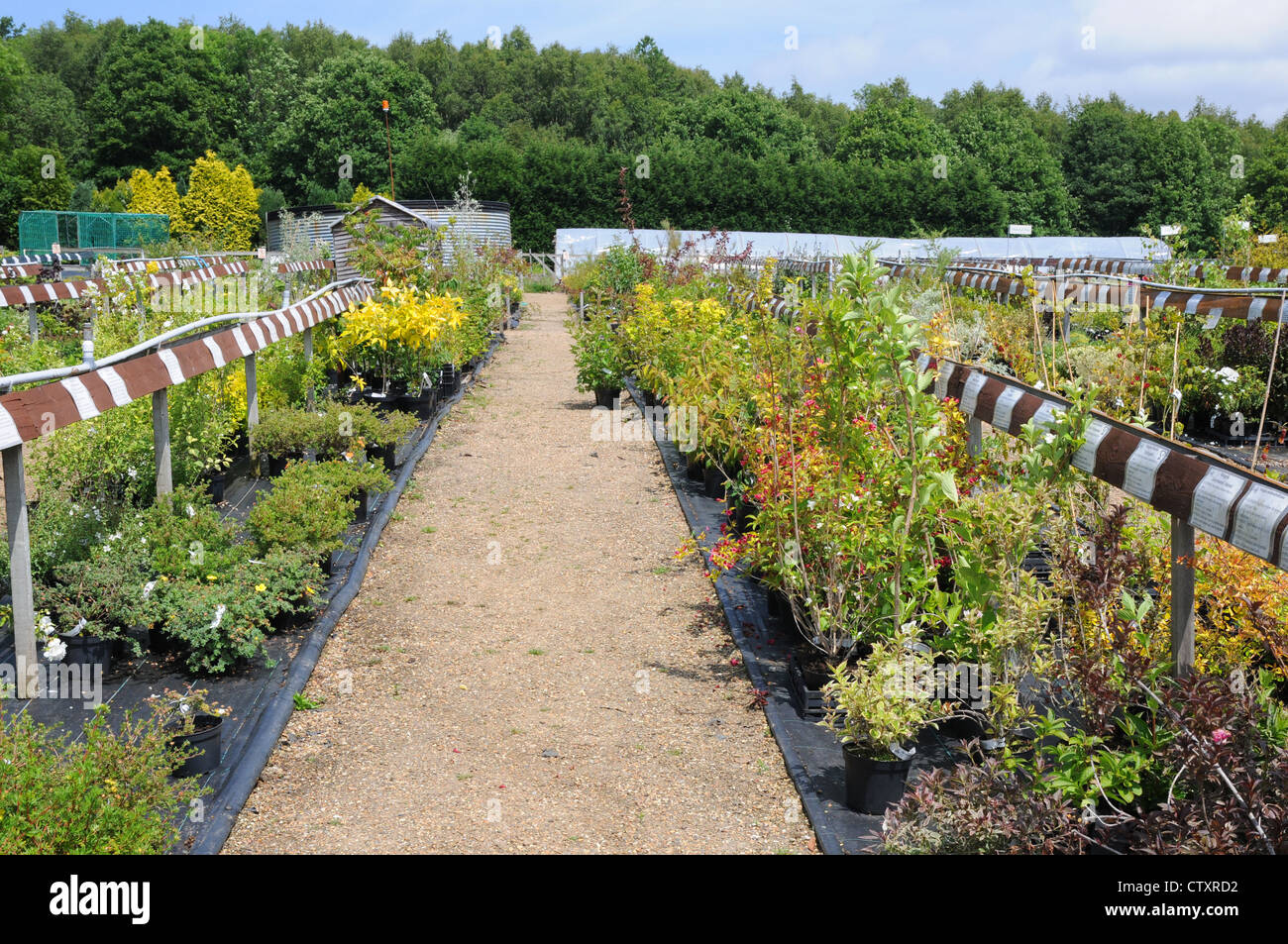 Sussex plants hires stock photography and images Alamy