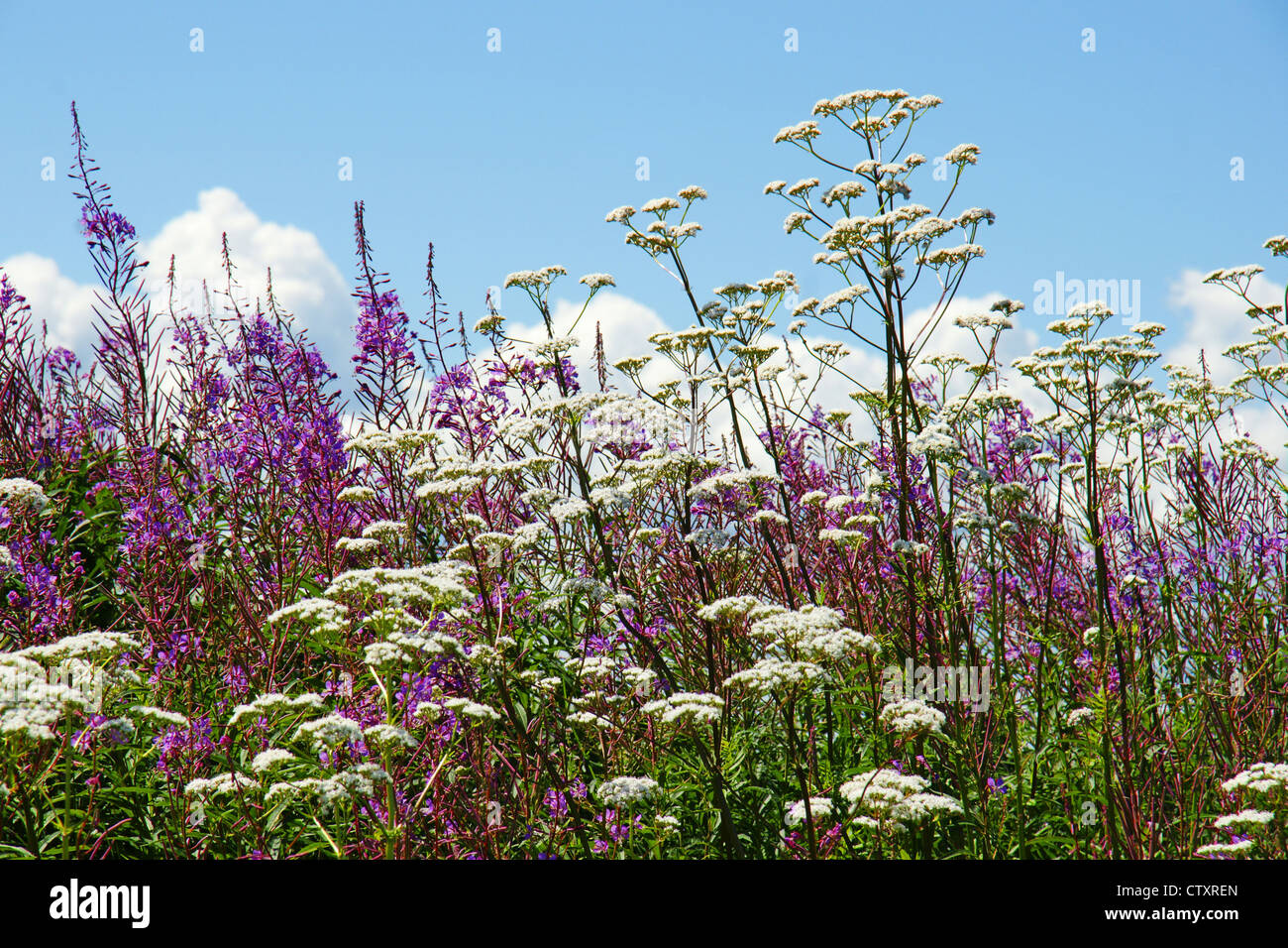 Beautiful floral background with purple fireweed and white valerian wildflowers against the blue sky. Stock Photo