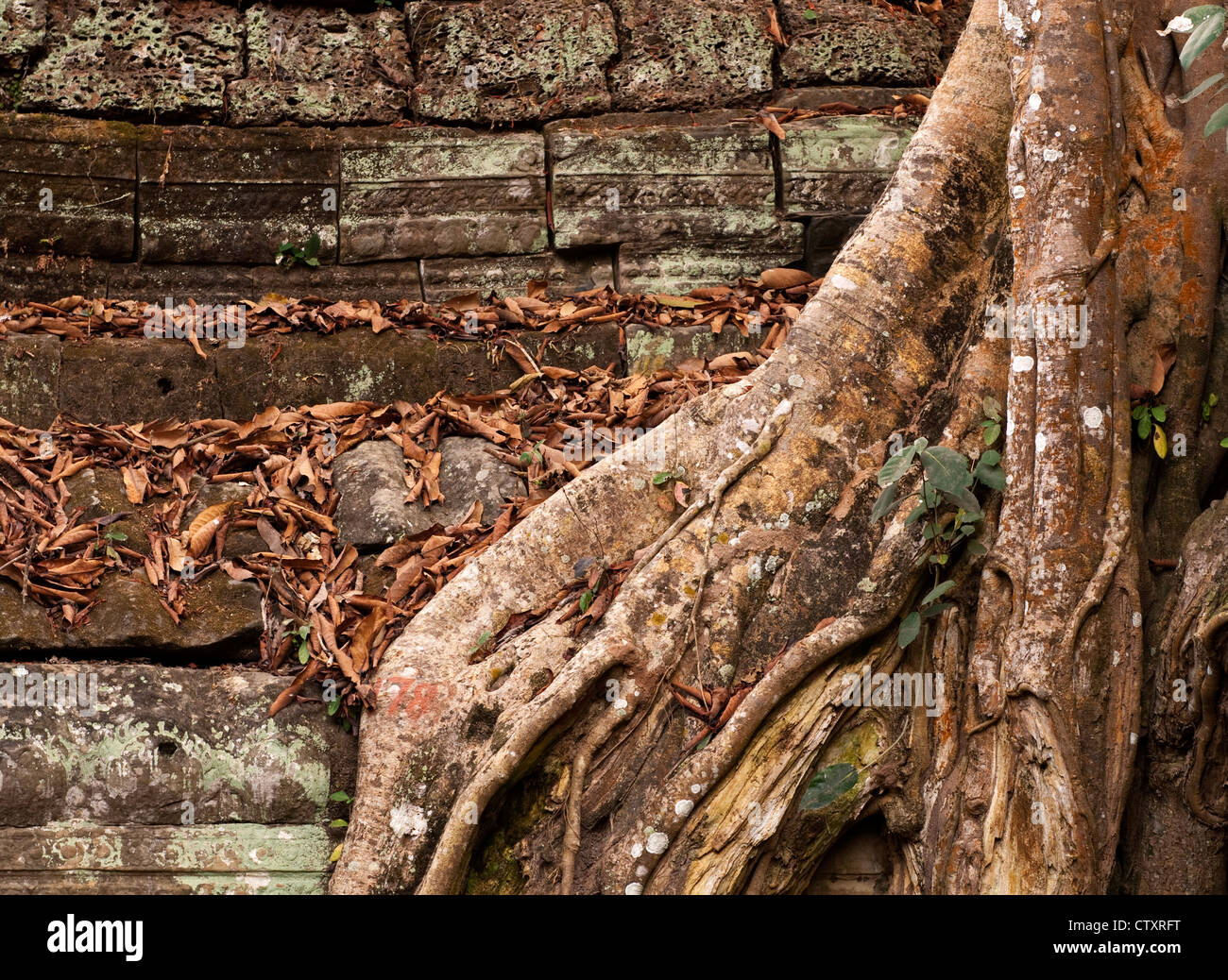 Silk-cotton tree roots growing over the walls of Ta Prohm Temple, Angkor, Cambodia Stock Photo