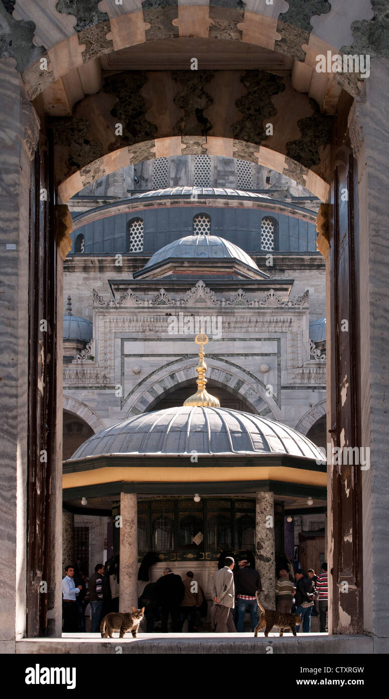 Cat in the entry doorway to the courtyard of the Beyazit Mosque, Beyazit, Istanbul, Turkey Stock Photo