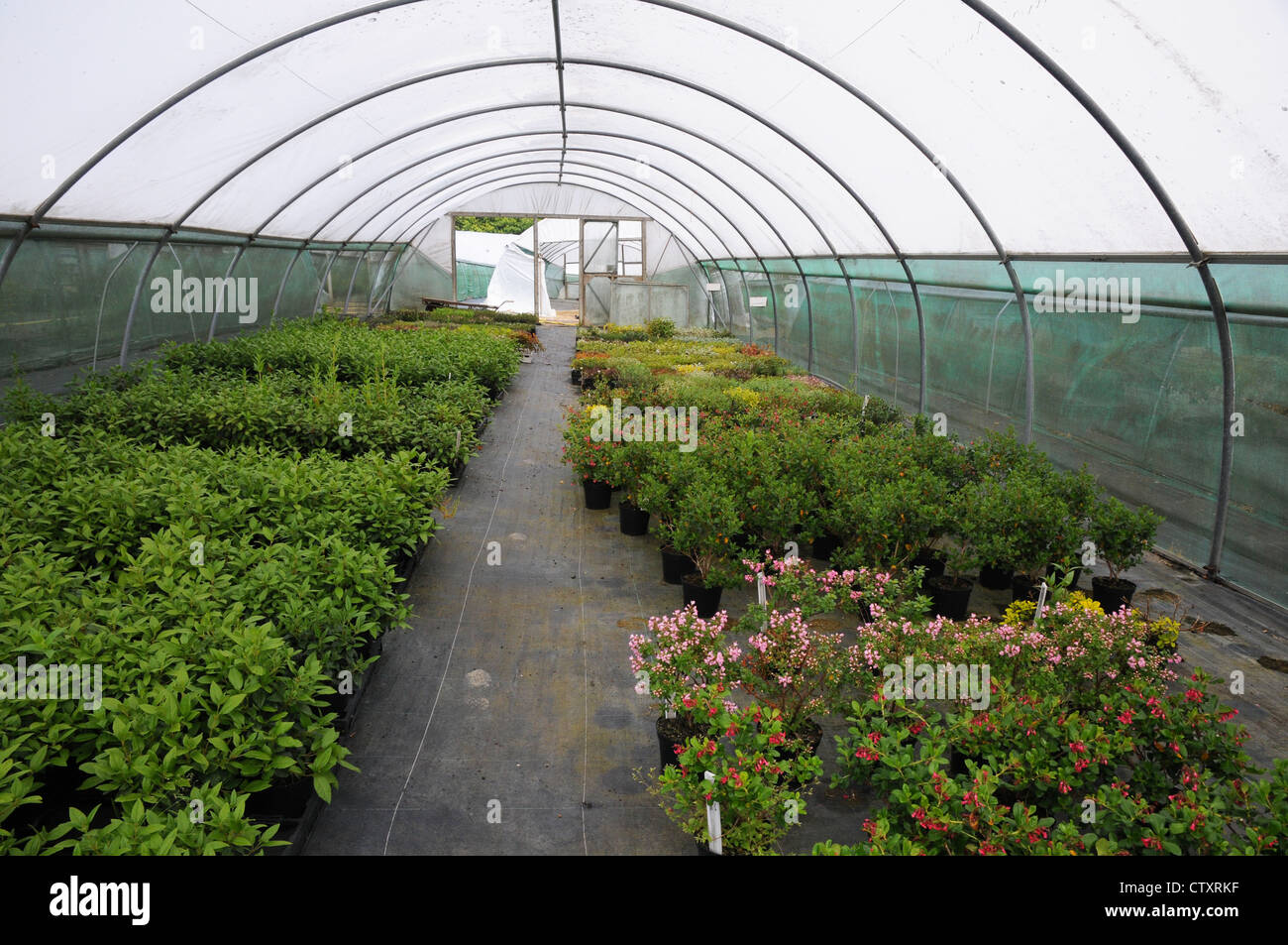 Plastic polytunnel protecting new young plants, garden centre, East
