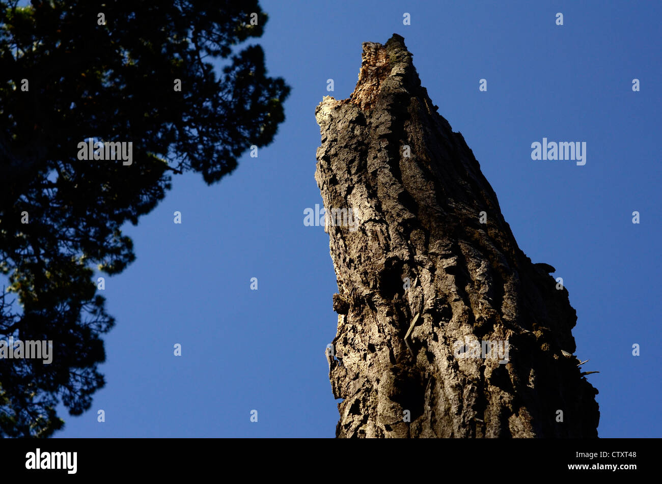 tree trunk Stock Photo