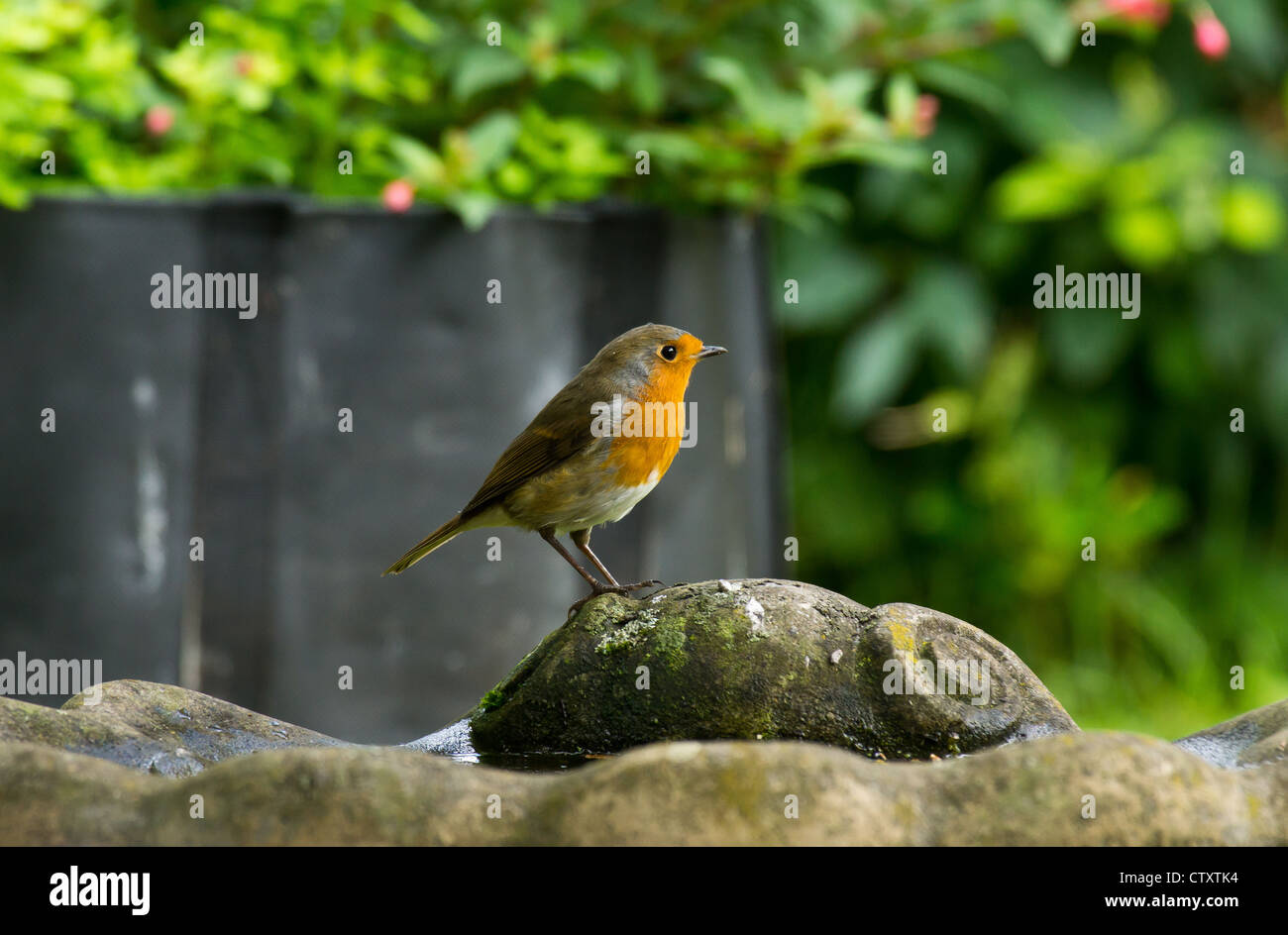 Garden bird bath robin hires stock photography and images Alamy