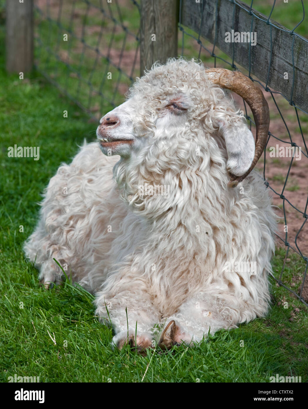 Angora Sheep High Resolution Stock Photography and Images Alamy