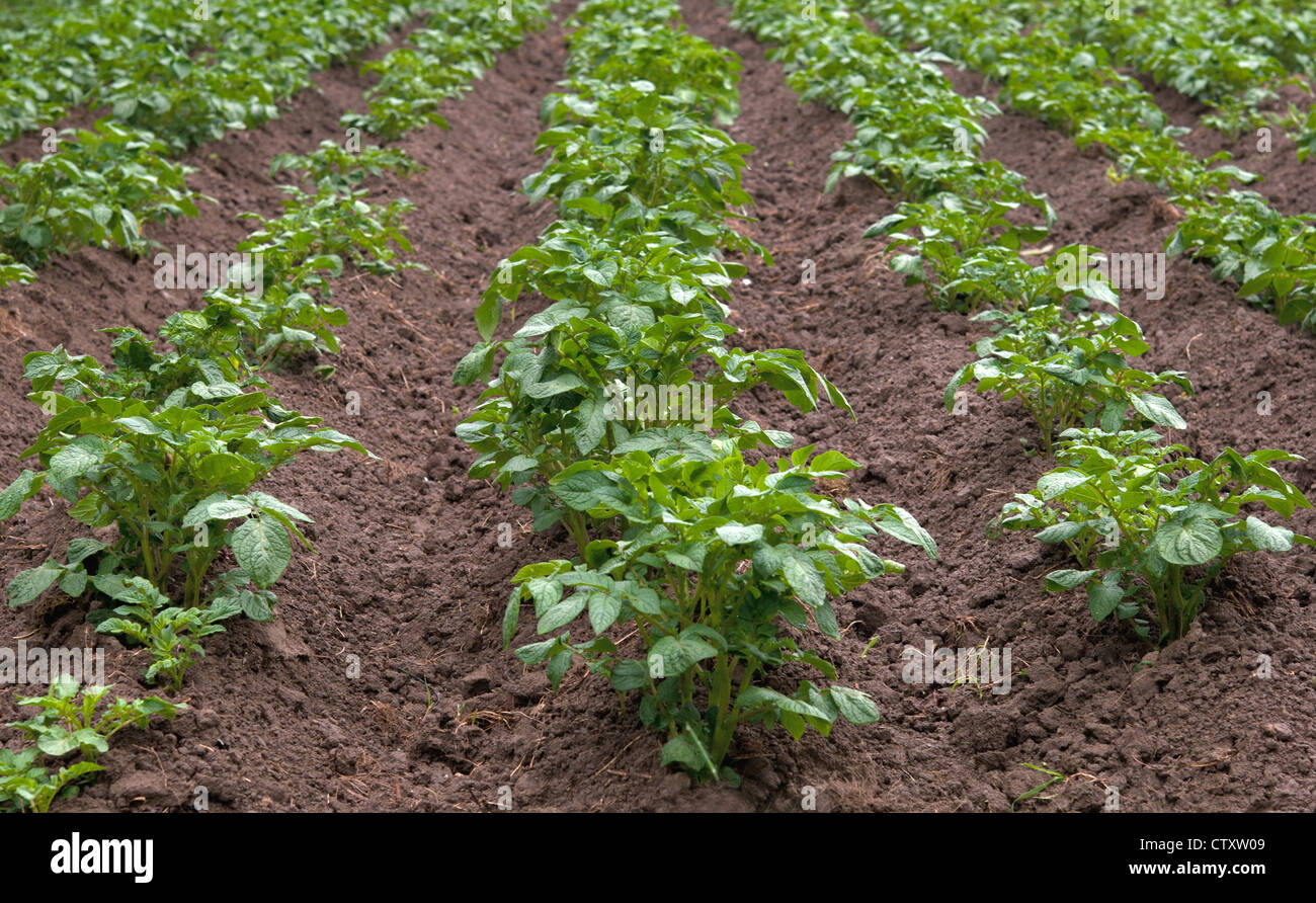 rows of potatoes in field Stock Photo - Alamy