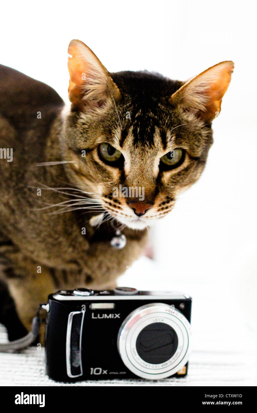 Cat and camera hi-res stock photography and images - Alamy