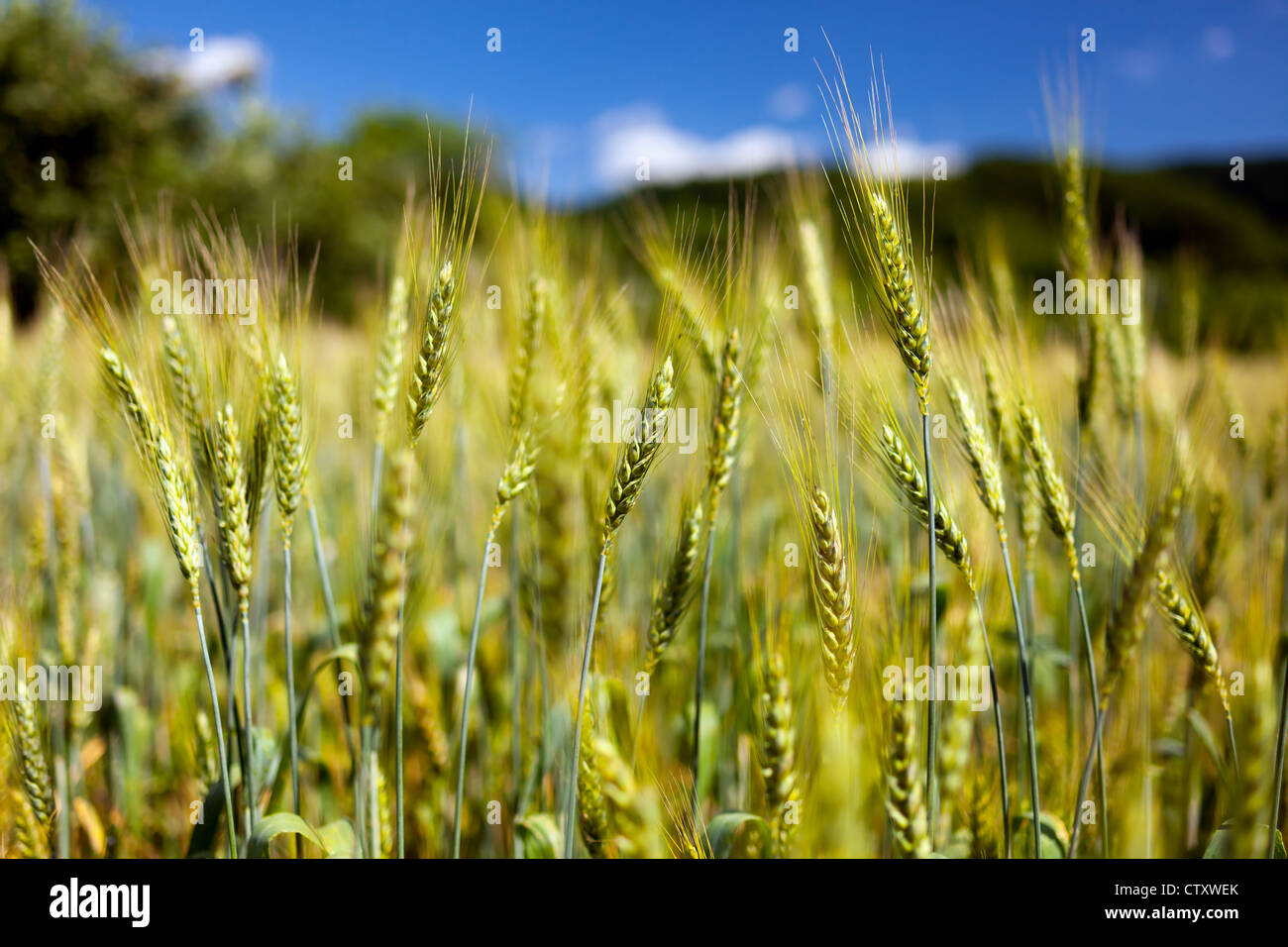 Wheat ears against blue sky with selective focus Stock Photo - Alamy