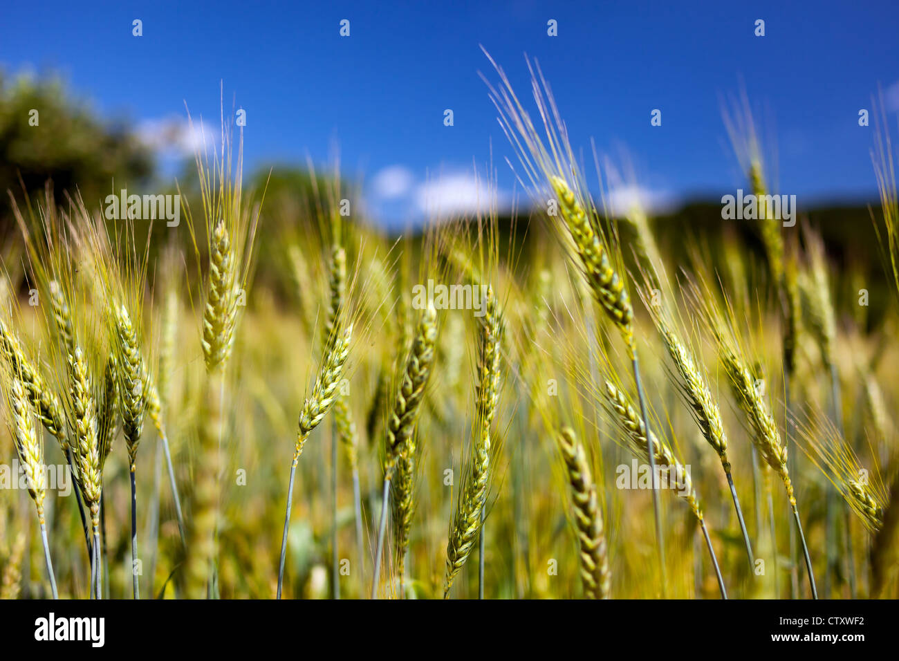 Wheat ears against blue sky with selective focus Stock Photo - Alamy