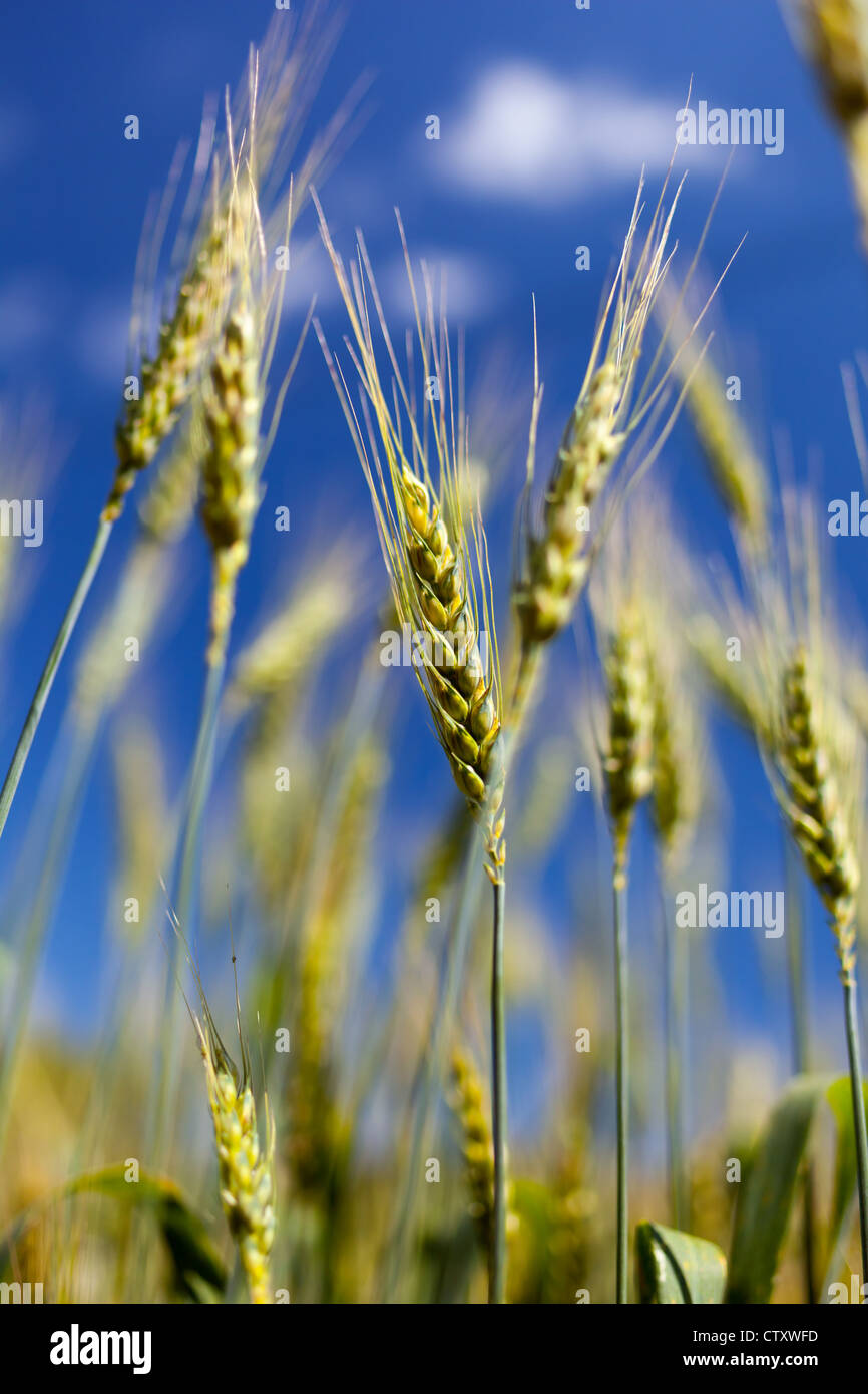 Wheat ears against blue sky with selective focus Stock Photo - Alamy