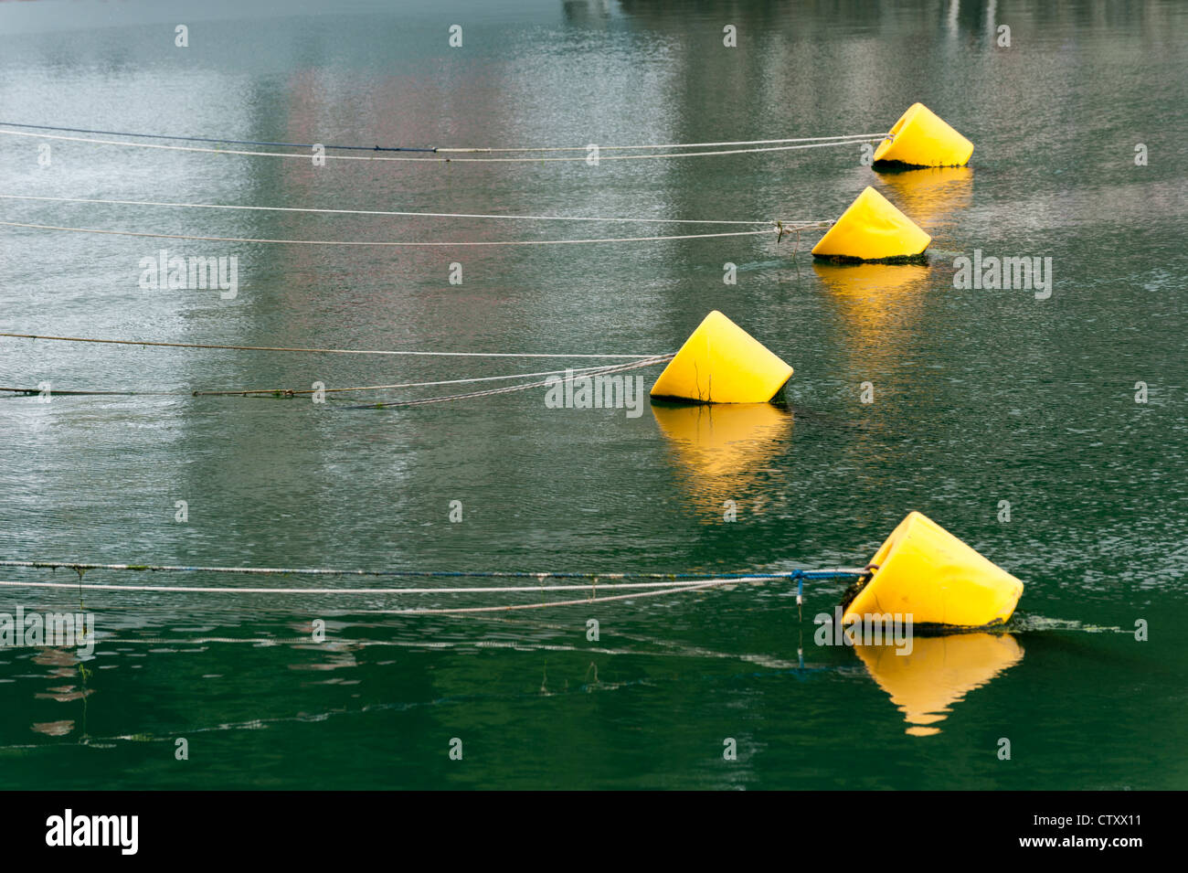 Yellow mooring buoys in a harbour set against the green colour of the water. Stock Photo