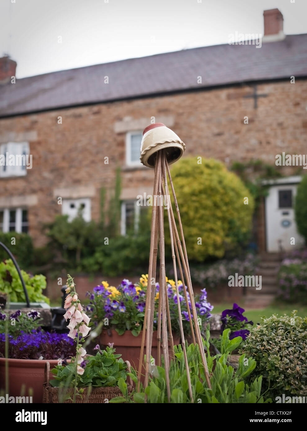 Lathyrus odoratus, annual Sweet Peas, growing up support bamboo canes amongst a collection of