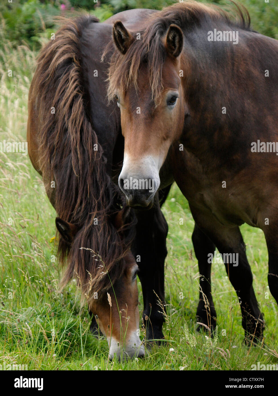 Exmoor Ponies, Devon, UK Stock Photo