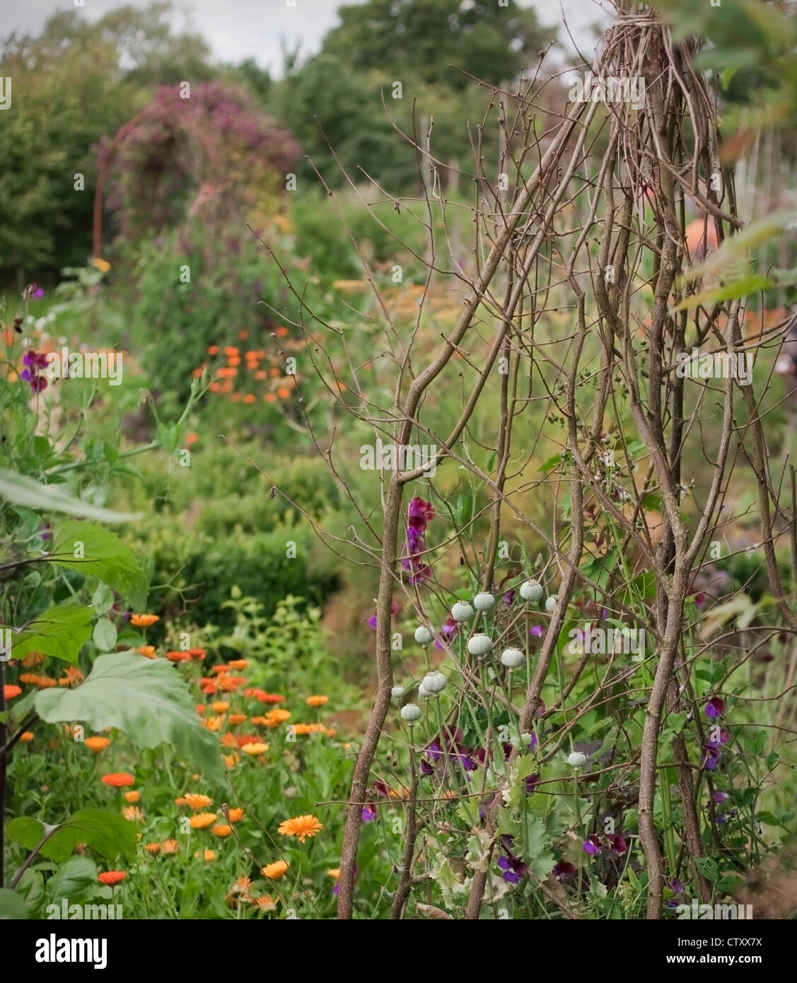 Annual sweet peas growing up natural wigwam of hazel twigs with annual