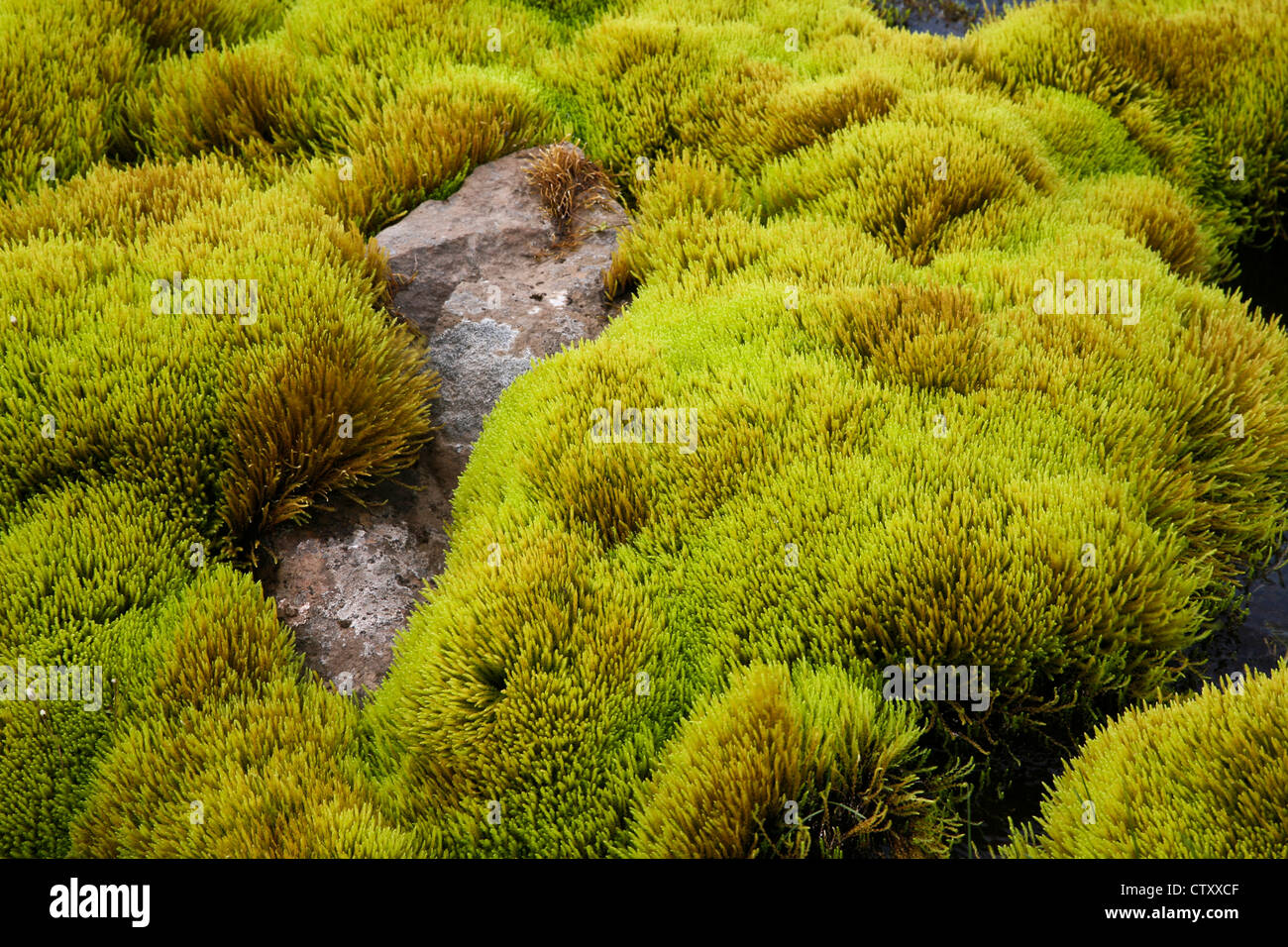 Close up ground moss abstract patterns close up, Cetraria Islandica, plants covering lava and rocks in a bog abstract, Iceland, Europe, Icelandic Stock Photo