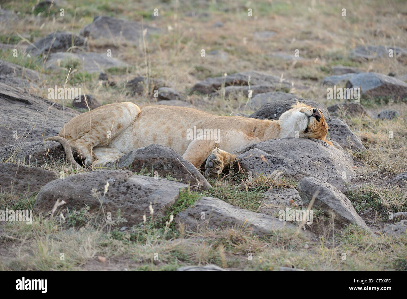 East African lion - Massai lion (Panthera leo nubica) female sleeping on rocks Masai Mara - Kenya - East Africa Stock Photo