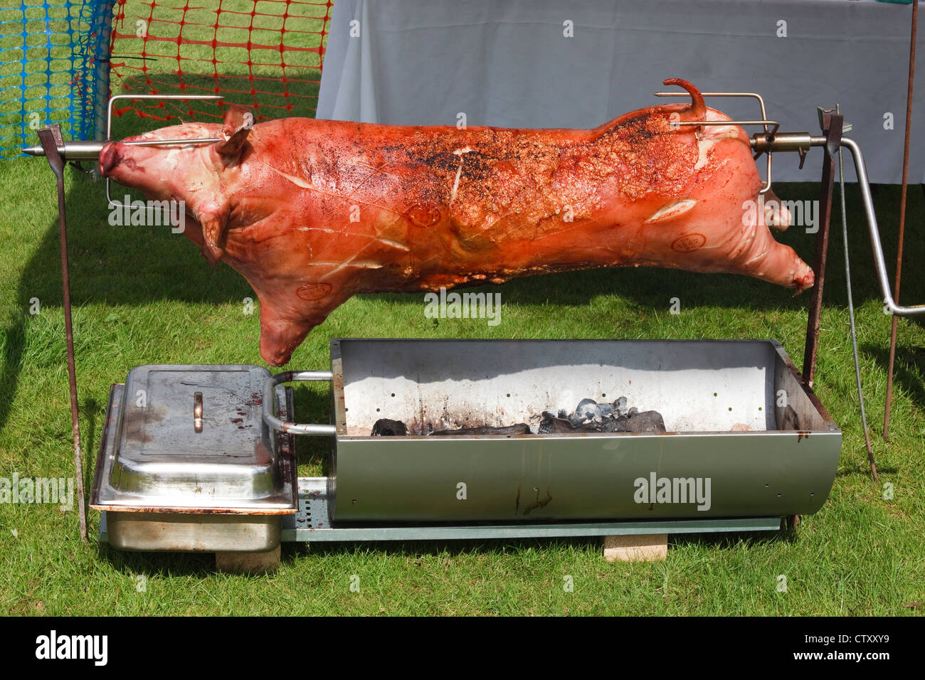 Whole pig, butchered and being roasted over an open spit barbecue, Open