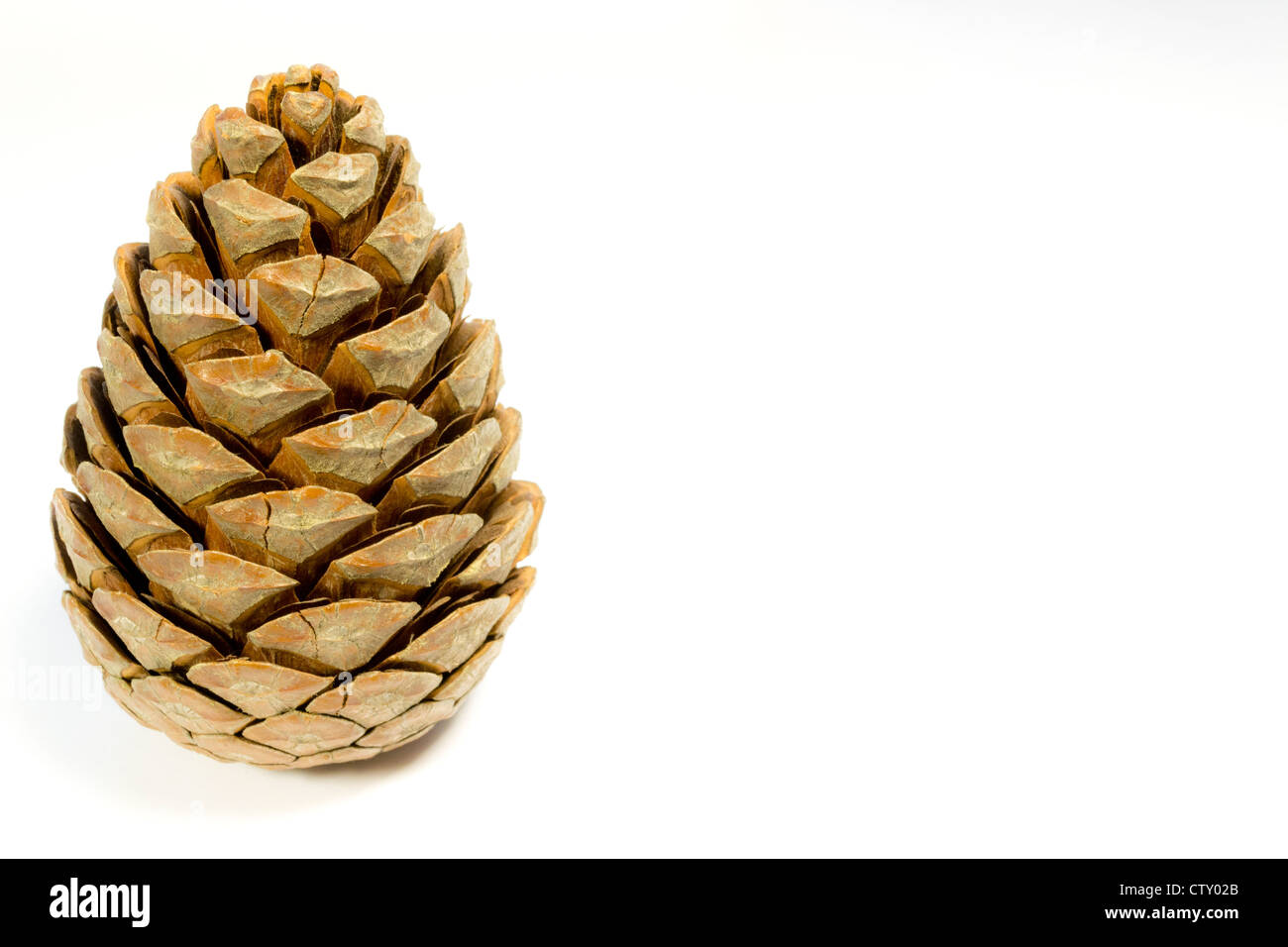 Pine Cone Seeds Stock Photos & Pine Cone Seeds Stock Images Alamy