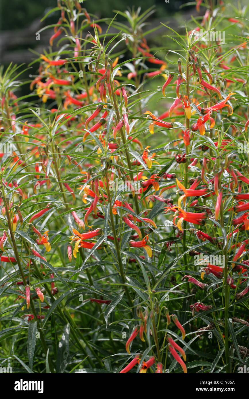 Mexican Cardinal Flower, Mexican Lobelia, Sierra Madre Lobelia, Lobelia laxiflora var. angustifolia, Campanulaceae. Mexico. Stock Photo