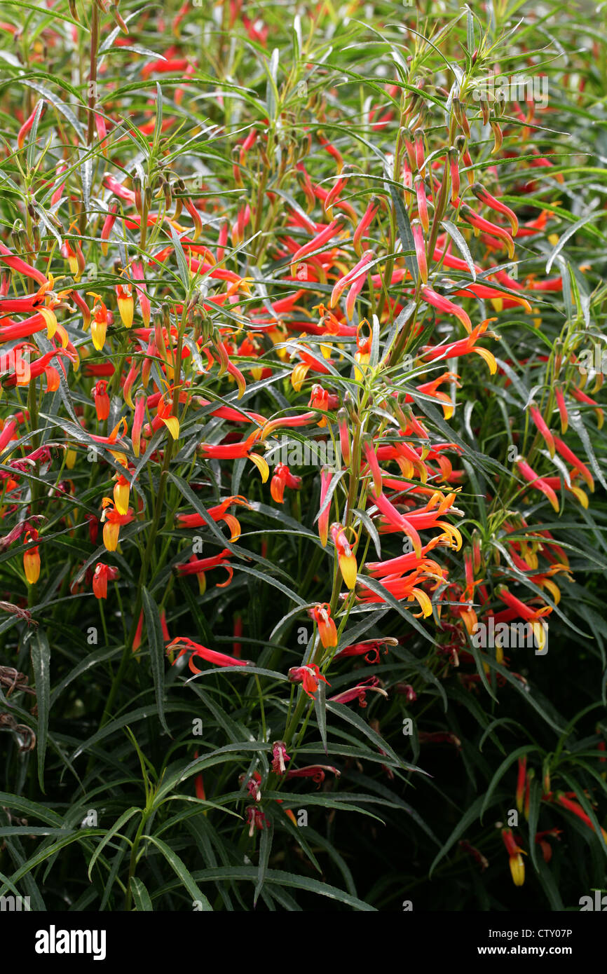 Mexican Cardinal Flower, Mexican Lobelia, Sierra Madre Lobelia, Lobelia ...
