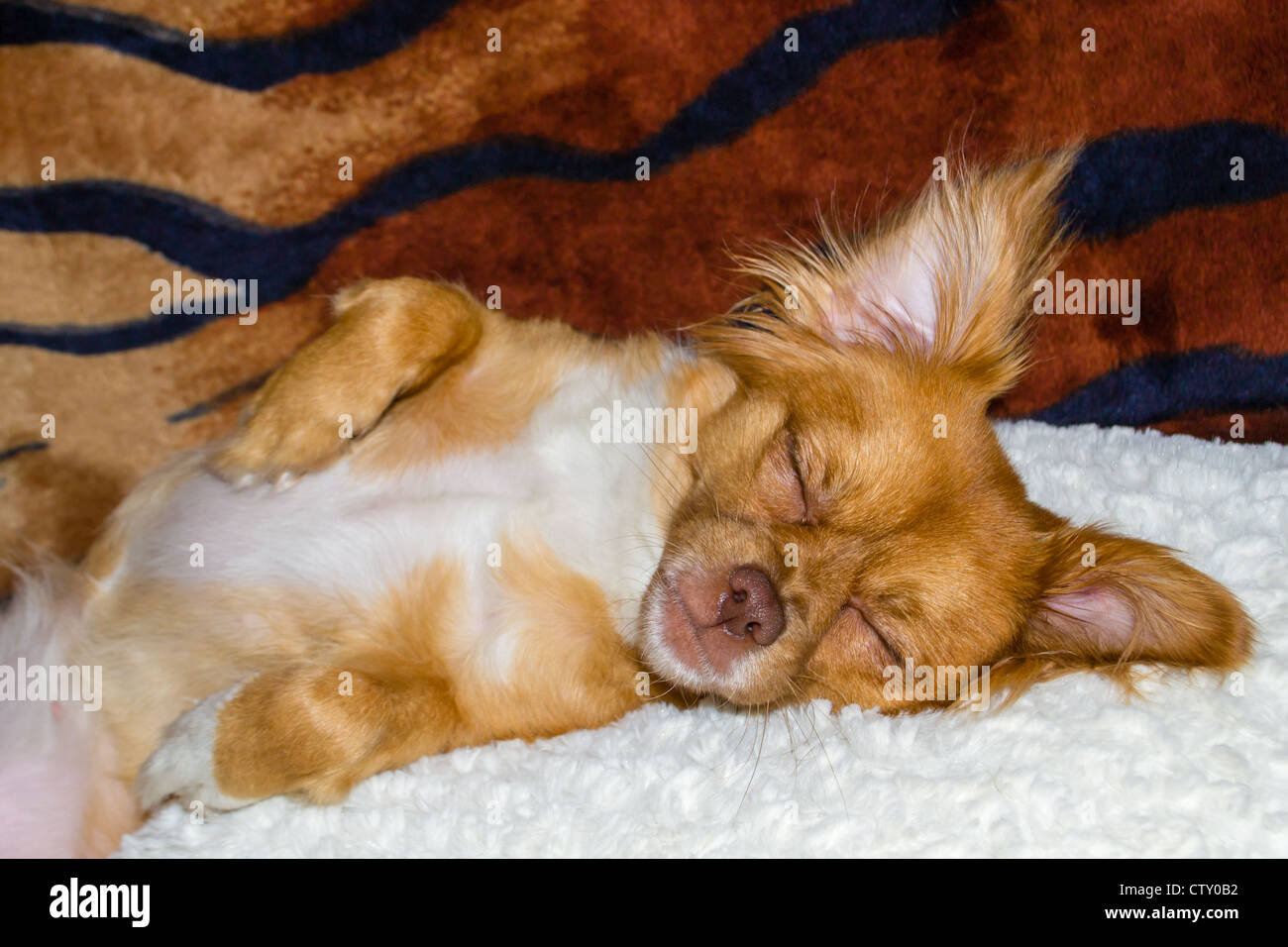Dog Sleeping On A Pillow Stock Photo 49765494 Alamy