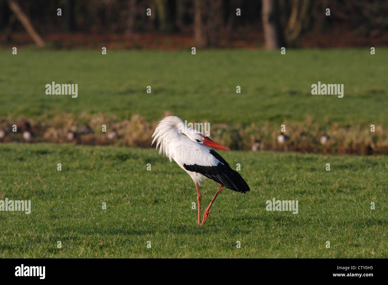 White Stork (Ciconia Ciconia) displaying/bill-clattering in a field, The Hague, Netherlands Stock Photo