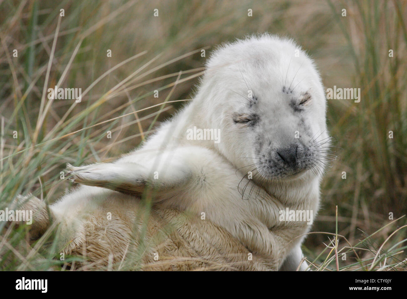 Grey seal pup (Halichoerus grypus) in the dunes at Donna Nook, Lincolnshire, England, UK Stock Photo