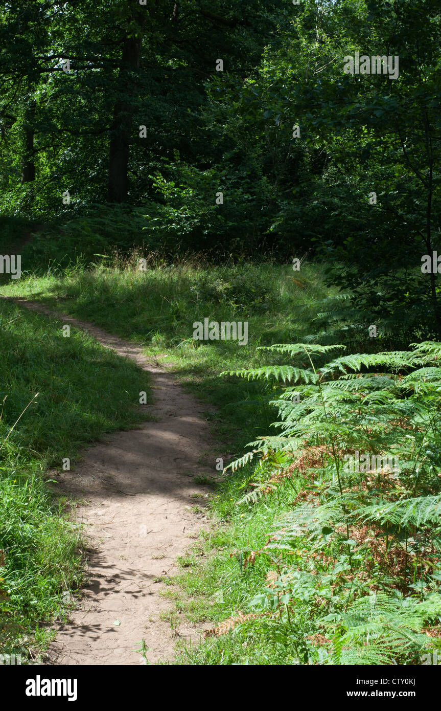 woodland trees and footpath with dappled sunlight trees leaves branches ...